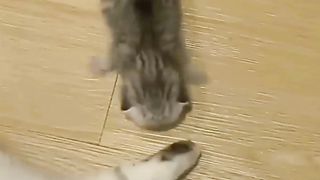 funny cat