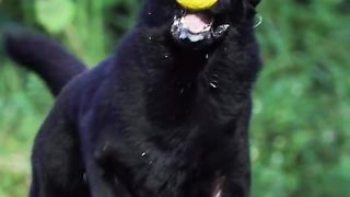 Dog mode Tesla - the temperature because cabin-overheat protection