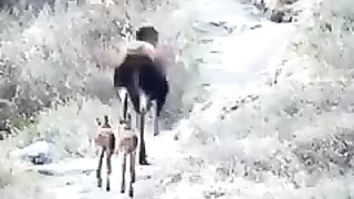 Amazing video how world mother protact her children