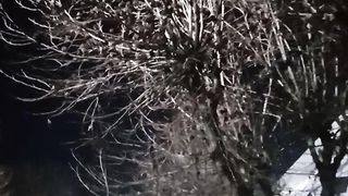 Asmr birds