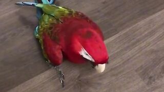 a business parrot.