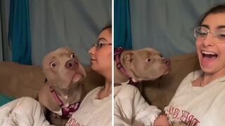 Bark At Your Dog Challenge- Funny Dog Reaction Videos