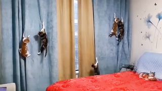 Crazy cat's