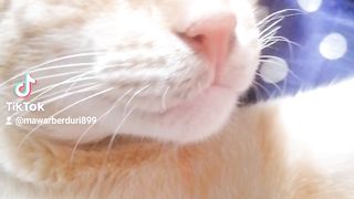 Sleeping cat