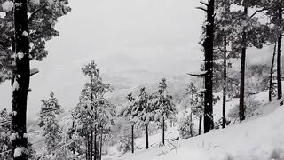 Live Snowfall