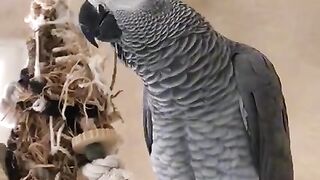 a chattering parrot.