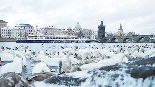#cute ducks #beautifull birds #Febspot#