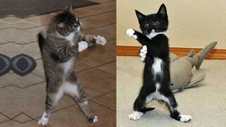 Cute cats funny fail ops moments viral clip