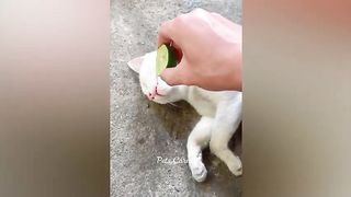funny cats videos prt3