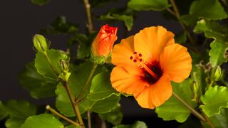 Video Background Blooming Beauty: A Timelapse of Flowers in Spring