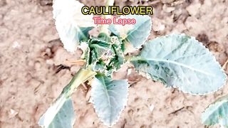 Cauli flower time lapse