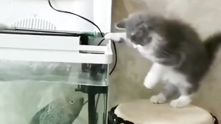 Amazing funny cats trending clips