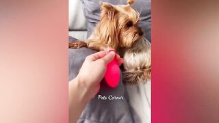 funny cats videos prt4