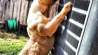 Most dangrous dogs