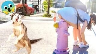 Funny Dogs videos try not to laugh