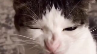 Смешные котята # Animal world, funny cats, kittens, adventures, humor