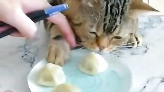 cat enjoying video
