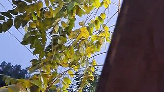 Barish