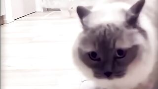 Смешные котята #Animal world, funny cats, kittens, adventures, humor