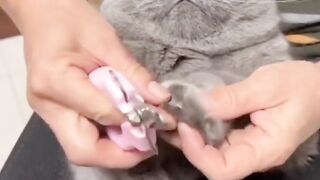 Cute crazy cats funny viral clips