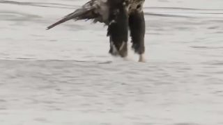 Beautiful video