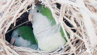 Funny and Cute Parrots Videos Compilation cute moments of the animals - Cute Birds 2023