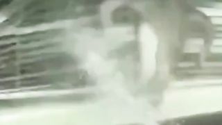 Cute & Funny Cats Best Viral Clips