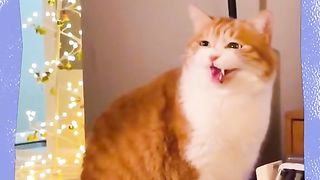 Fun with cat
