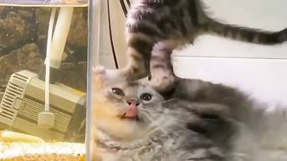 Смешные котята#Animal world, funny cats, kittens, adventures, humor