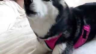 Compilation of TikToks Funny Animals