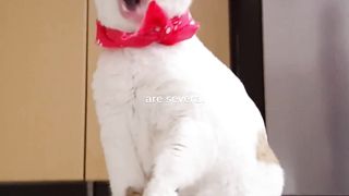 How to choose a cat for home