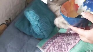 Cute Funny Cats Viral Fail Clips