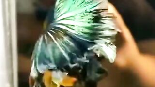 beutifull fish