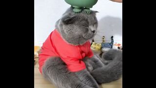 Cat - cat massager #0038