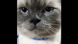 Cat - no one pressed the heart #0040