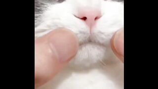 Cat - smile #0041
