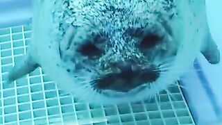 Funny and Cute Animals When You are Stressed - Best Of The 2022 Funny Animal Videos - TRY NOT TO LAUGH!