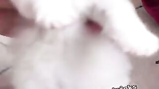 Cute Animals for When You Are Feeling Down - Best Of The 2022 Funny Animal Videos - TRY NOT TO LAUGH!