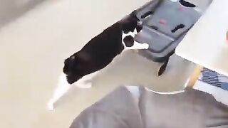Funny Cats and Dogs - Best Of The 2022 Funny Animal Videos - TRY NOT TO LAUGH! 3
