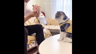 Funniest Animals - Best Of The 2022 Funny Animal Videos - TRY NOT TO LAUGH!