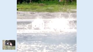 Pelican hunting/