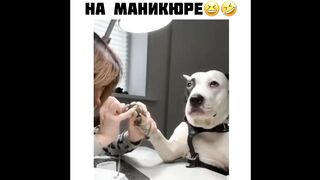 приколы 8