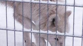 Белие волки в зоопарке