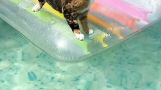 Котик в бассейне