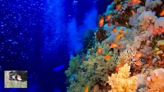 Unique  underwater world/