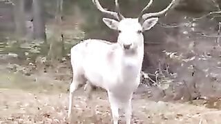 Молодой лось