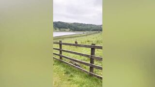 Funny Cats and Dogs - Best Of The 2022 Funny Animal Videos - TRY NOT TO LAUGH! 4