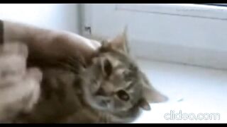 У кошки 5  ушей