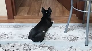 Чихуахуа против Мейкуна