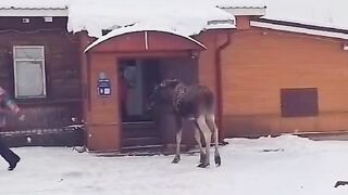 Кормление дикого Лося